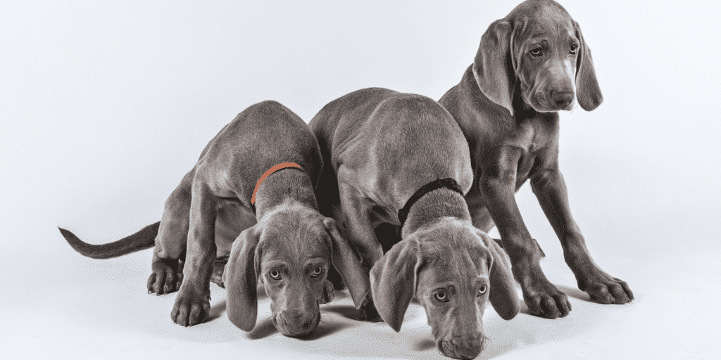 Drei silberne Weimaraner Welpen