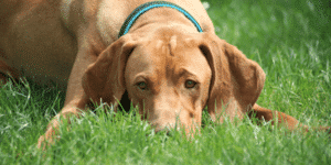 Brauner Weimaraner liegt im Gras