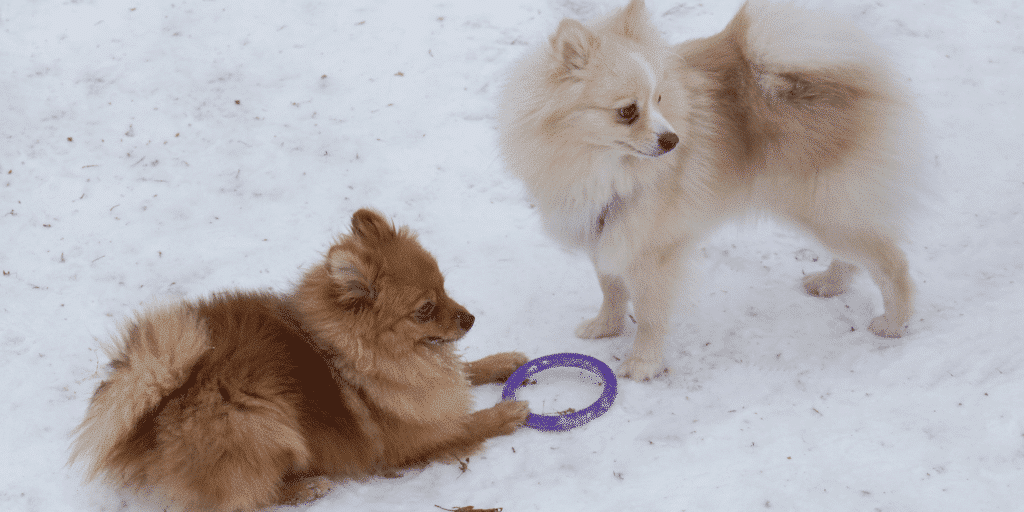 Zwei Zwergspitze spielen im Schnee