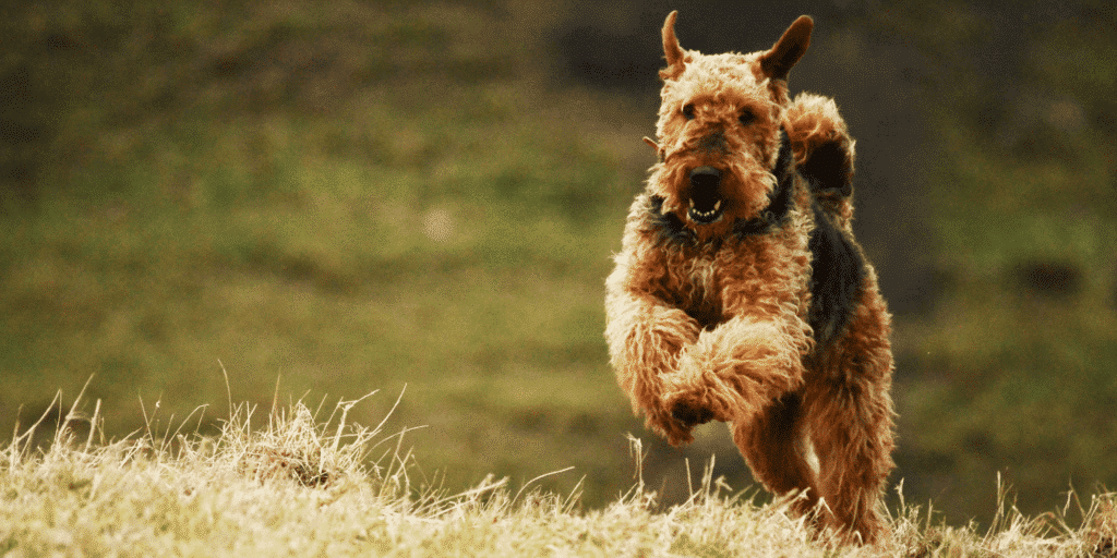 Ein Airedale Terrier rennt