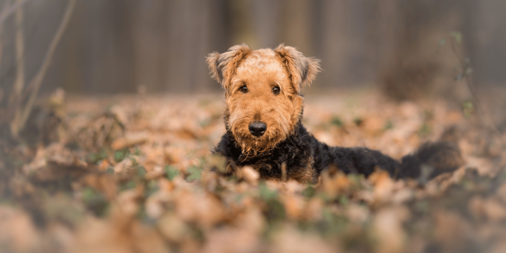 Ein junger Airedale Terrier liegt auf Blätterboden