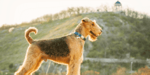 Ein ausgewachsener Airedale Terrier