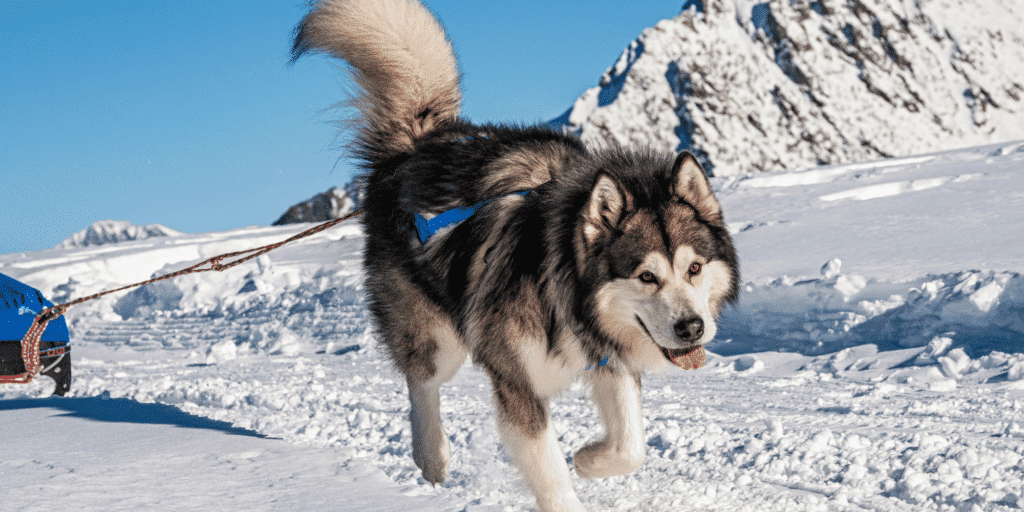 Ein Alaskan Malamute im Schnee