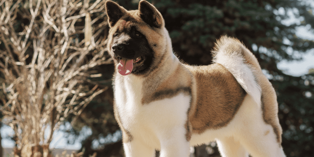 Ein American Akita