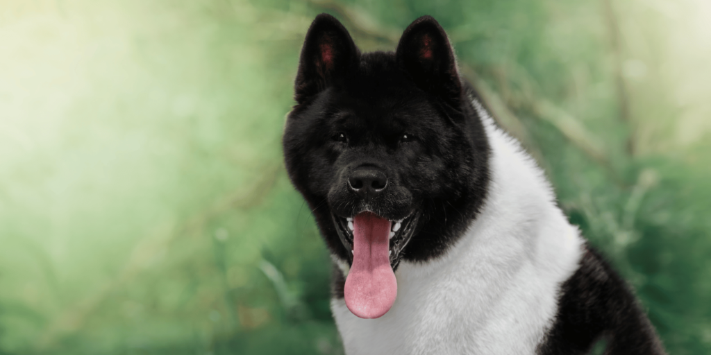 Ein ausgewachsener American Akita