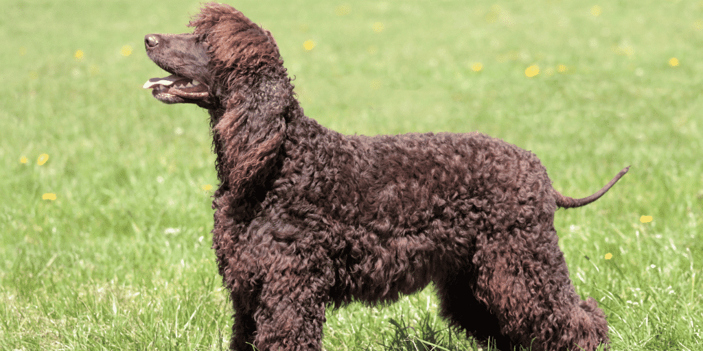 Ein American Water Spaniel auf einer Wiese