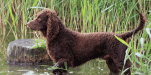 Ein American Water Spaniel am Ufer