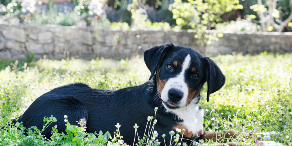 Ein junger Appenzeller Sennenhund liegt im Gras