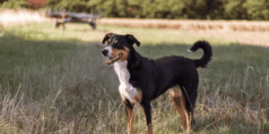 Ein Appenzeller Sennenhund steht auf einer Wiese
