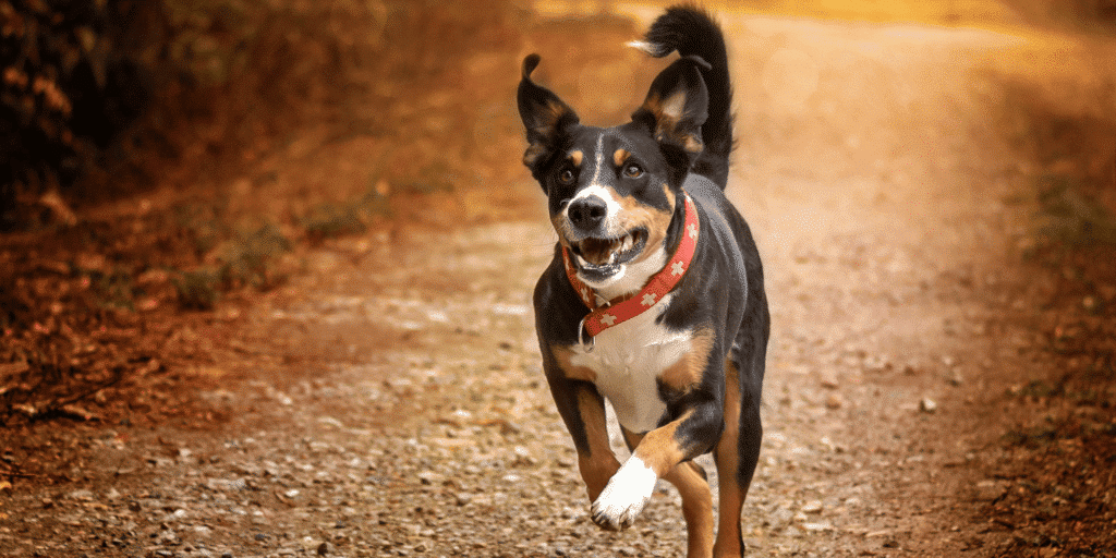 Ein Appenzeller Sennenhund