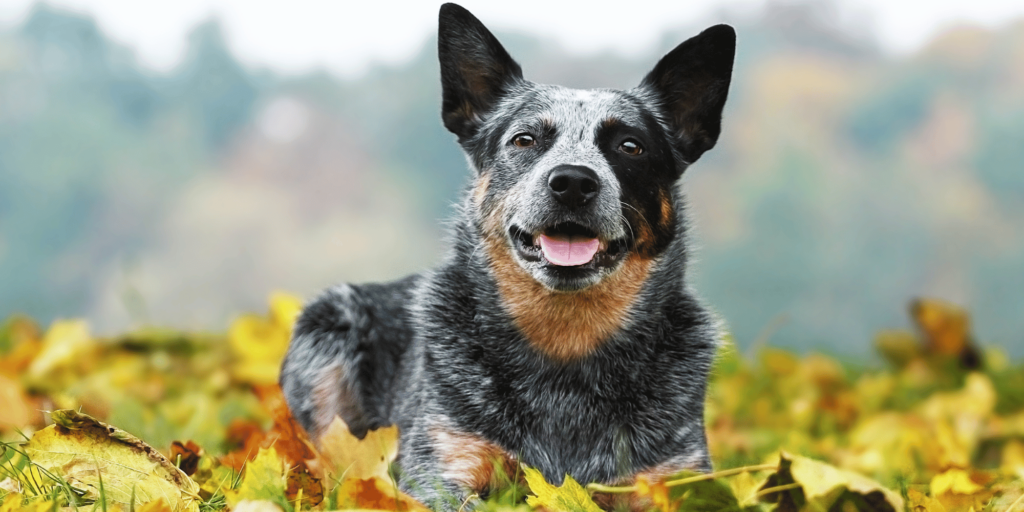 Ein Australian-Cattle-Dog liegt auf Blättern