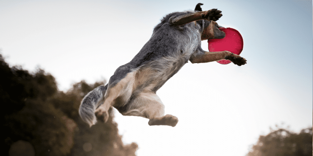 Ein Australian-Cattle-Dog fängt eine Frisbee in der Luft