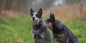 Zwei Australian-Cattle-Dog sitzen auf einer Wiese