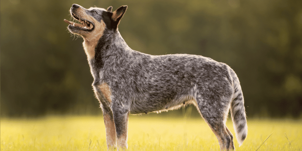 Ein Australian-Cattle-Dog steht auf einer Wiese