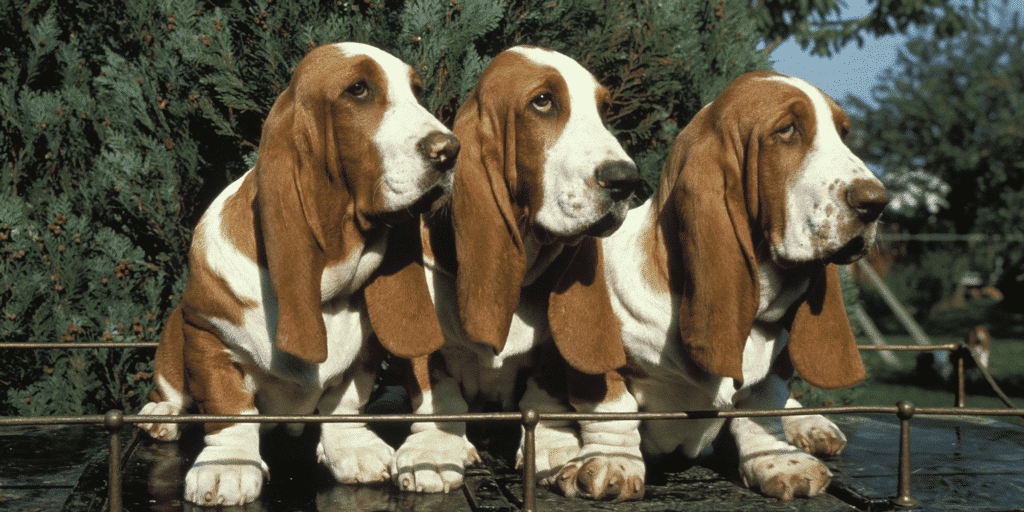 Drei ausgewachsene Basset Hounds