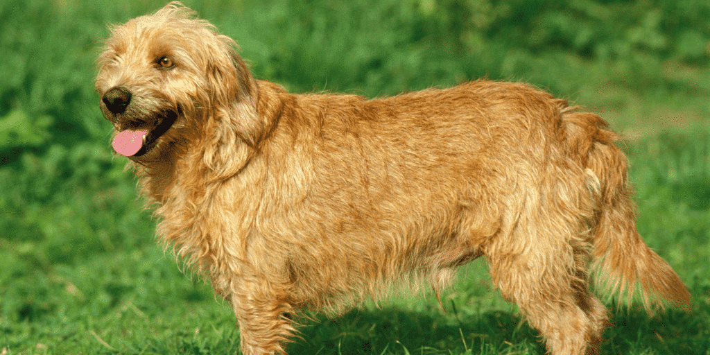 Ein Basset fauve de Bretagne auf einer Wiese