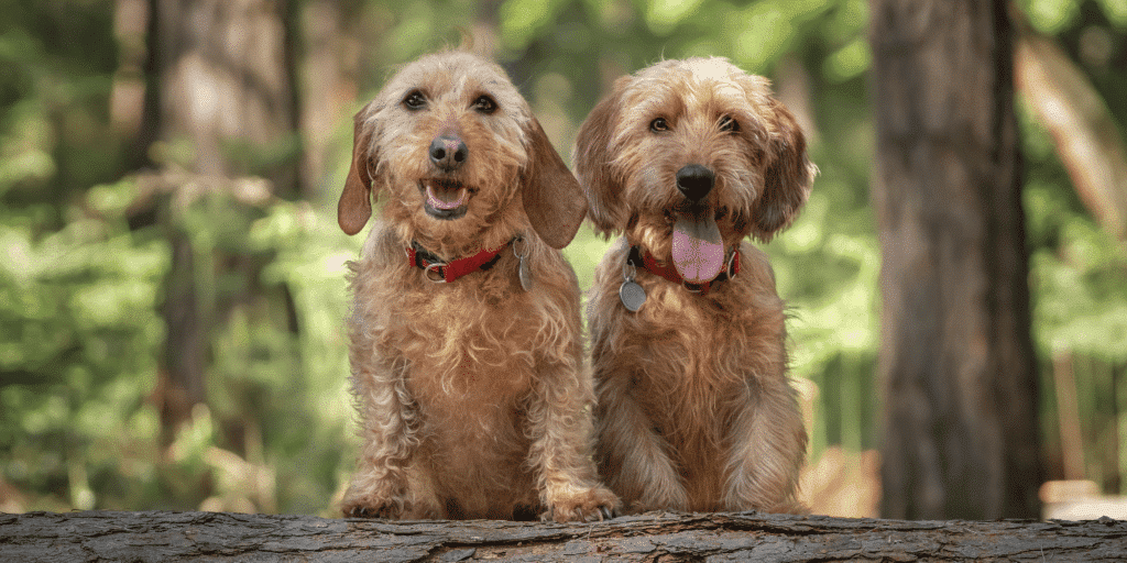 Zwei Basset fauve de Bretagne im Wald