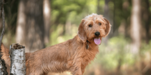 Ein Basset fauve de Bretagne im Wald