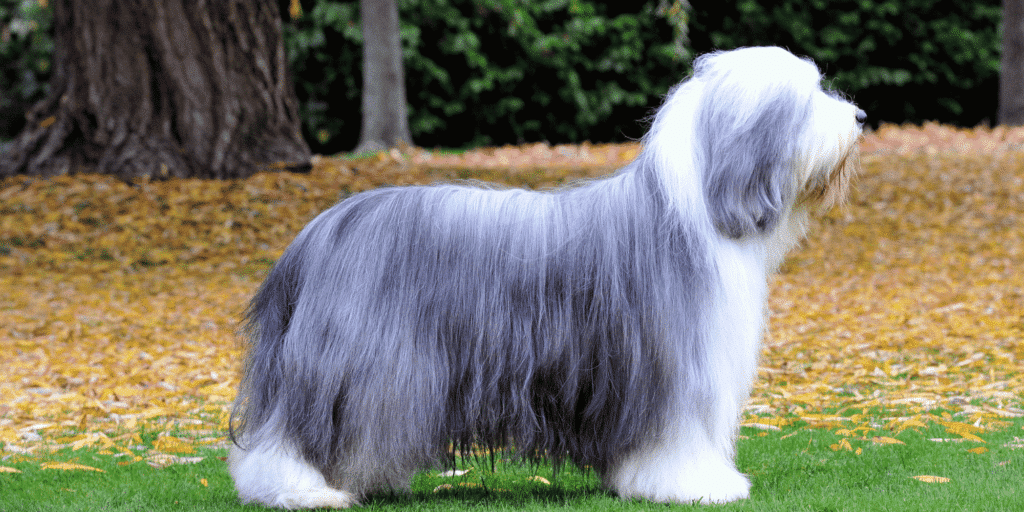 Eine Ganzkörperaufnahme eines ausgewachsenen Bearded Collie