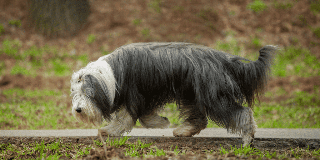 Ein ausgewachsener Bearded Collie