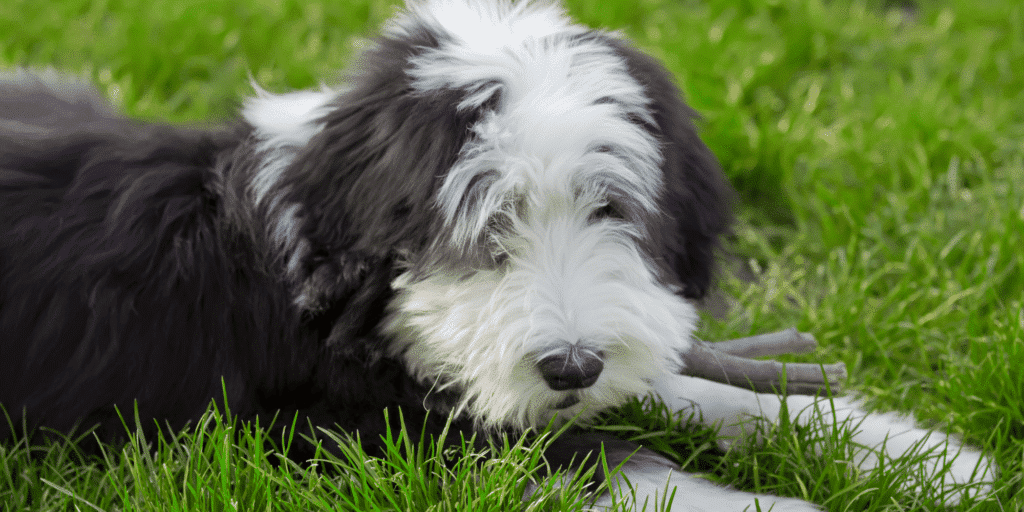 Ein junger Bearded Collie liegt im Gras