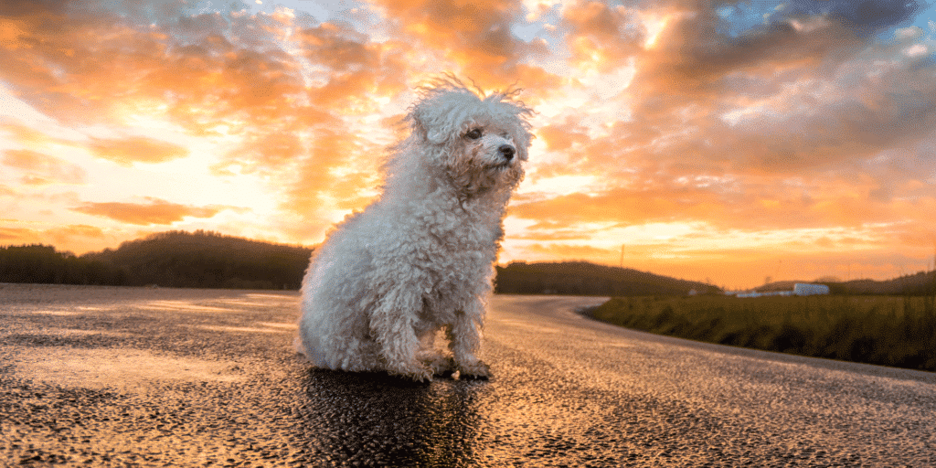 Ein Bichon Frise sitzt auf einer Straße