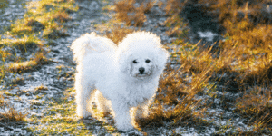 Ein Bichon Frise auf einer Straße