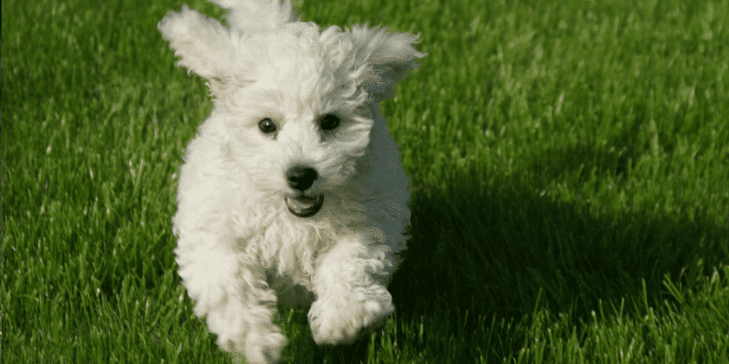 Ein junger Bichon Frise auf einer Wiese