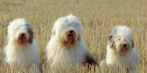 Drei Bobtails sitzen in einem Feld