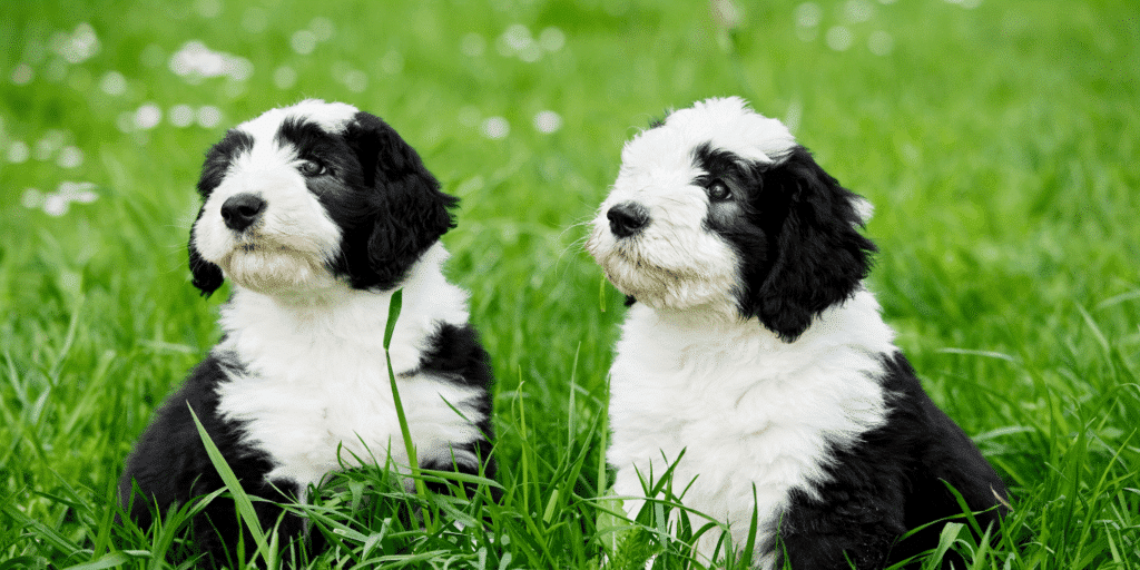 Zwei Bobtail Welpen sitzen auf einer Wiese