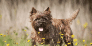 Ein ausgewachsener Cairn Terrier