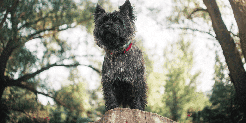 Ein ausgewachsener Cairn Terrier