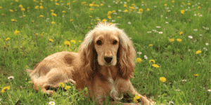 Ein Cocker Spaniel liegt im Gras