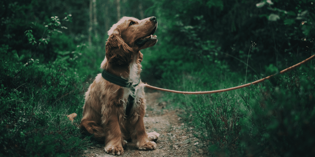 Ein Cocker Spaniel sitzt im Wald