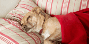 Ein heller Hund liegt unter einer Decke auf einem Sofa