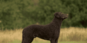 Ein Curly coated Retriever steht auf einer Wiese