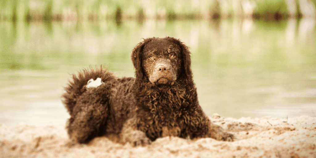 Ein brauner curly coated Retriever liegt im Sand