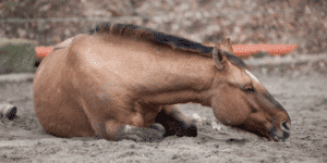 Ein Pferd liegt im Sand