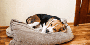 Ein Beagle liegt in seinem Körbchen