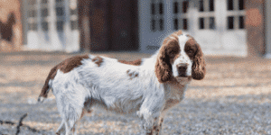 Ein English Springer Spaniel