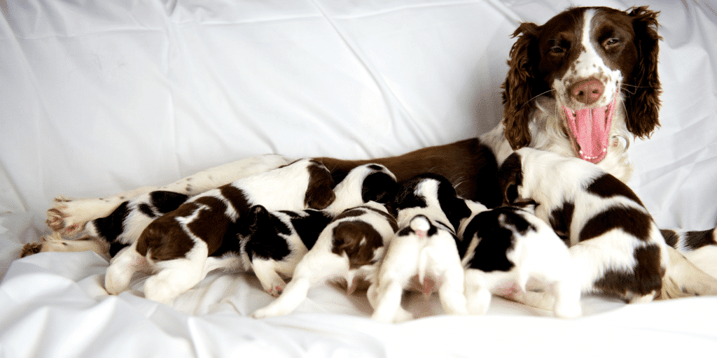 Eine English Springer Spaniel Hündin mit ihren Welpen