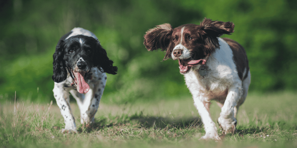 Zwei English Springer Spaniel