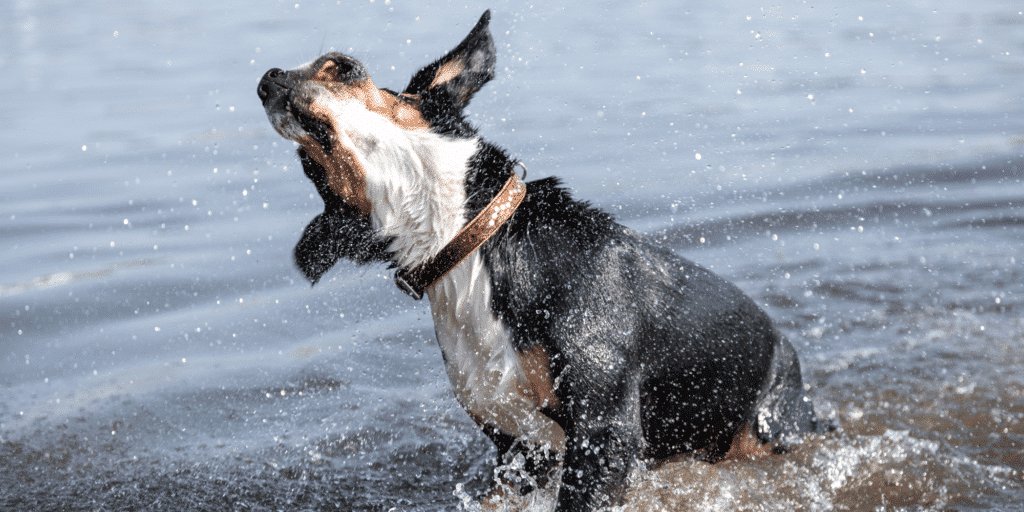 Ein nasser Entlebucher Sennenhund schüttelt sich