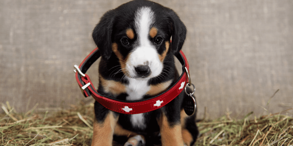 Ein Entlebucher Sennenhund Welpe