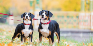 Zwei Entlebucher Sennenhunde mit Leine