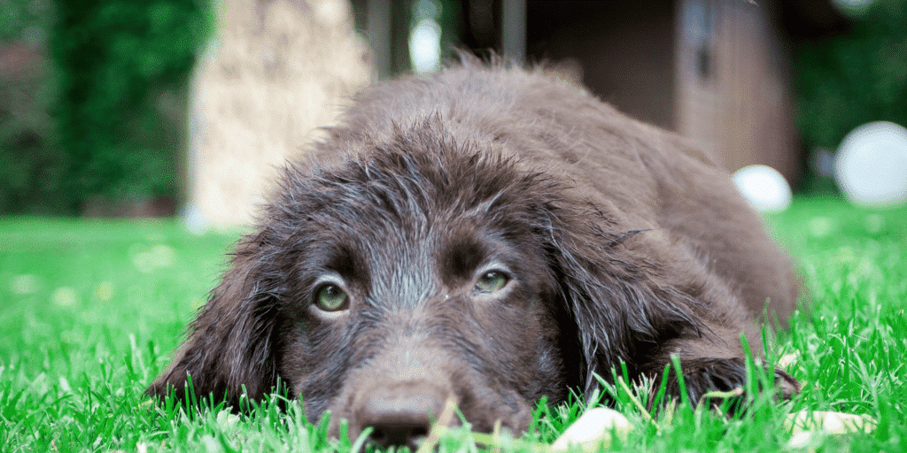 Ein Flat-coated-Retriever Welpe