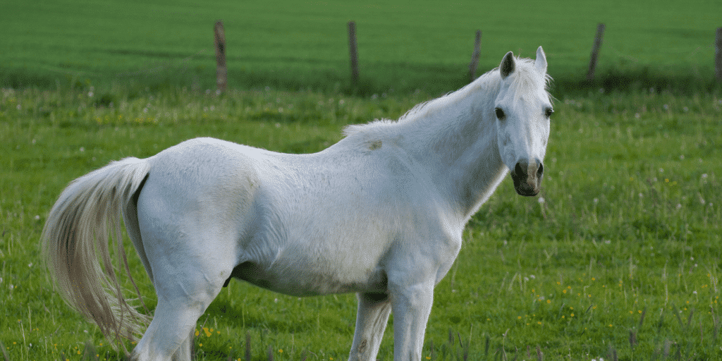 Fruktan und Hufrehe Titelbild