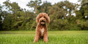 Ein junger Golden Doodle sitzt auf einer Wiese