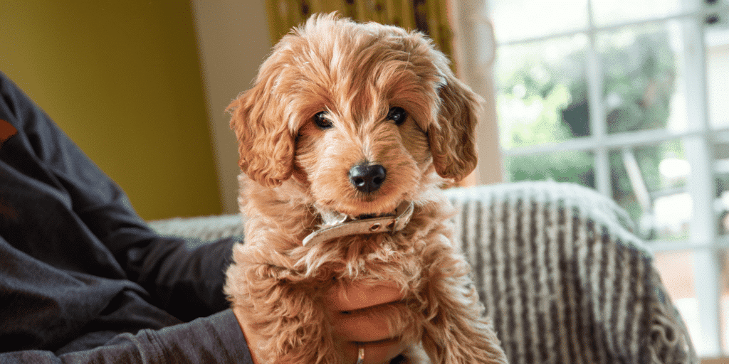 Ein Golden Doodle Welpe