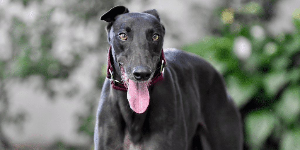 Ein schwarzer Greyhound